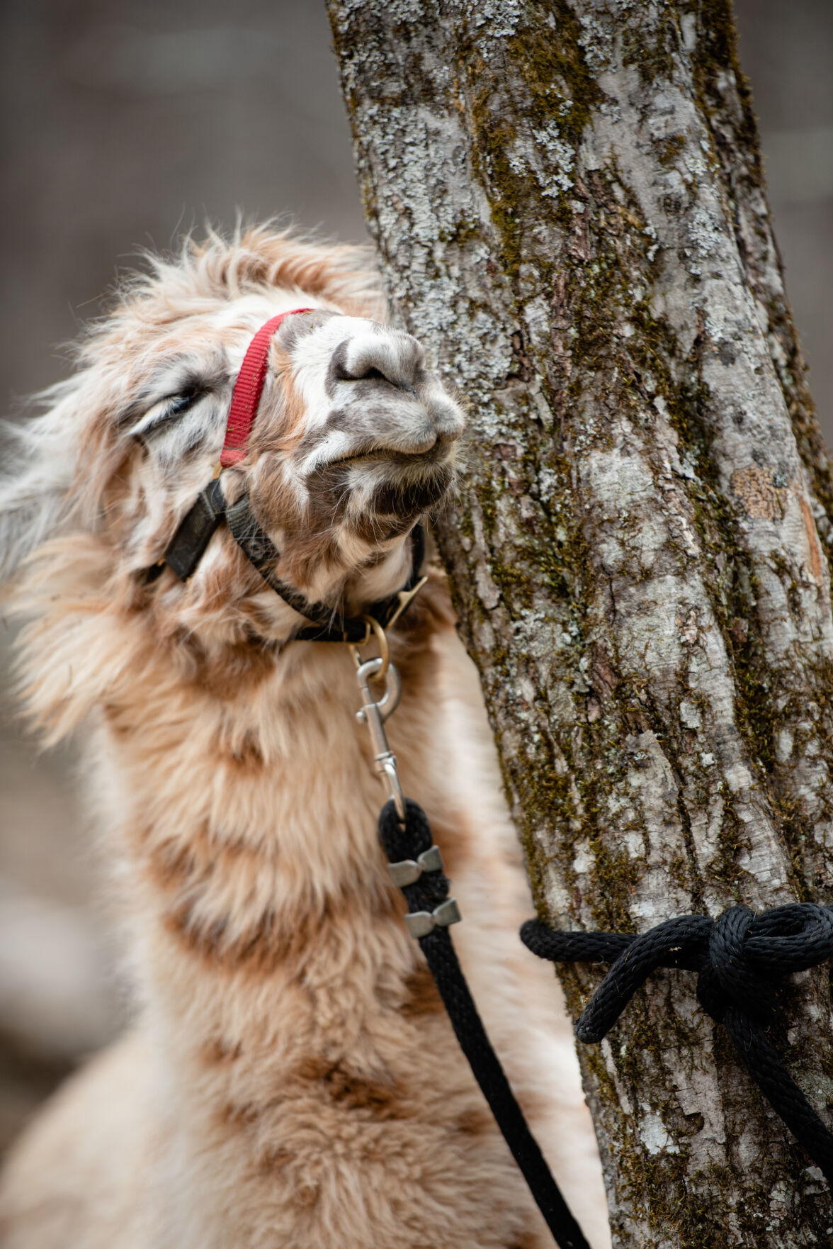 Divine Llama Vineyards